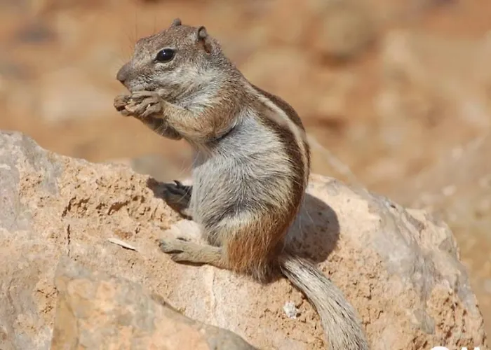 アパート Janeli *